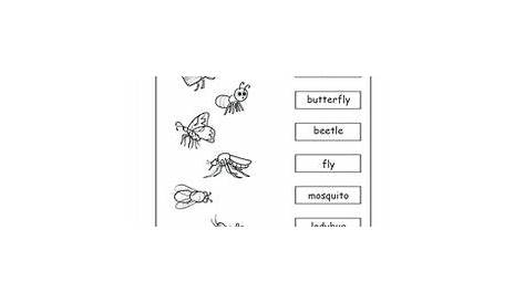 insect lesson plans for kindergarten kindergarten insects and