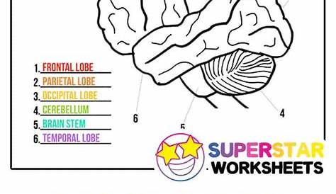 Human Brain Worksheets - Superstar Worksheets