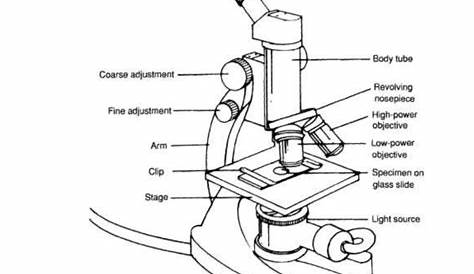 microscope parts worksheet answers