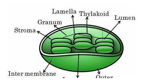 Chloroplast And Mitochondria Worksheet Answers - Promotiontablecovers
