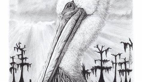 Brown Pelican Pencil Drawing by GraphiteFaces on DeviantArt