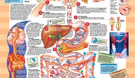 Reference Chart - Elementary Your Digestive System - Biologyproducts.com