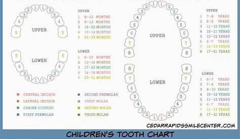 Cedar Rapids Smile Center's Smile Corner | Tooth chart, Teeth diagram