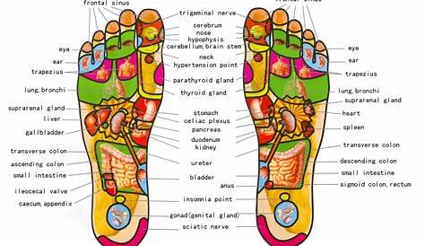 reflexology foot chart printable