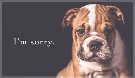 Free I'm Sorry eCard - eMail Free Personalized Oops and Sorry Cards Online
