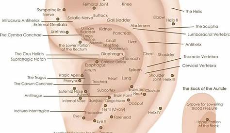 center of ear pressure point