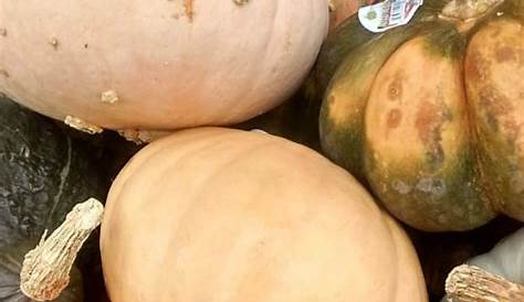 Edible Pumpkin at TJs – Eat Like No One Else