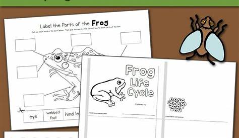 frogs life cycle worksheet