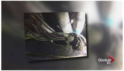 Rats are chewing up drivers’ eco-friendly wires in cars and leaving