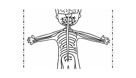 nervous system coloring worksheet