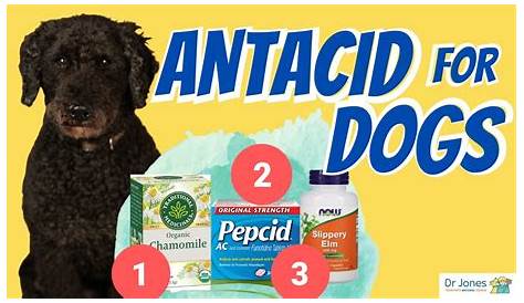 Can You Give Antacids To Dogs