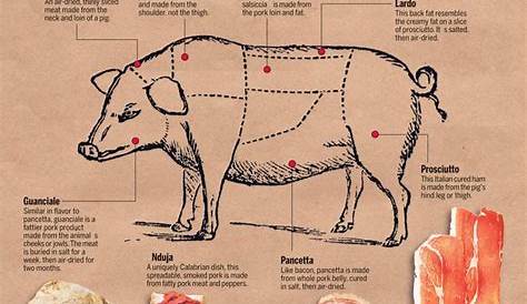 venison cuts of meat chart