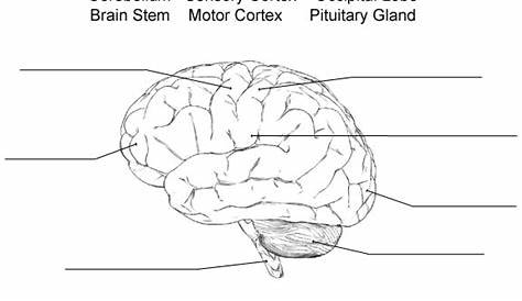Printable Brain Labeling Worksheet