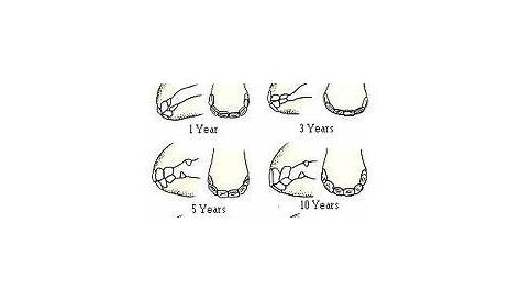 galvayne's groove horse teeth age chart