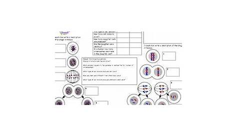 Cell division GCSE revision worksheet | Teaching Resources