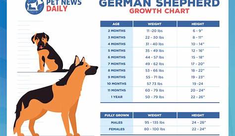 german shepherd age weight chart