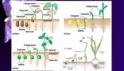 germination of seed explanation