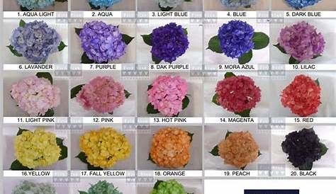 Hydrangea Color Chart | Hydrangea colors, Hydrangea flower, Hydrangea