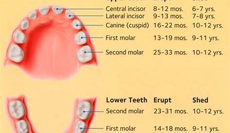 primary tooth eruption chart