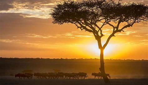 Serengeti Safari Camp is a luxury mobile camp, Serengeti National Park