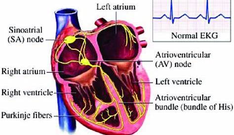 heart circuit box diagram