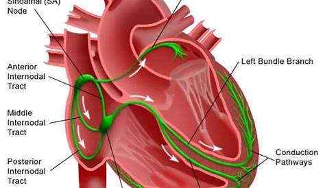 heart circuits diagram