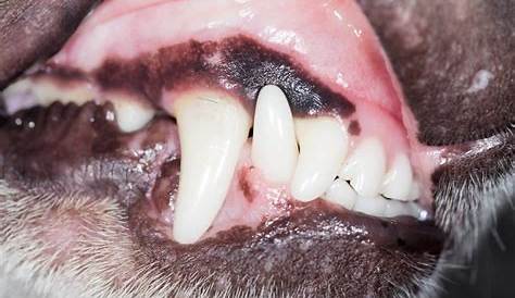 What Does The Colour of Your Dog’s Gums Say About Its Health?