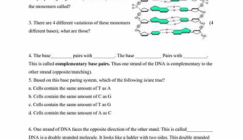 dna rna and proteins worksheet
