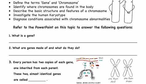 Genes And Chromosomes Worksheet — db-excel.com