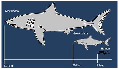 Megalodon Shark Compared To Human