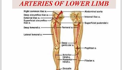 lower limb veins labeled