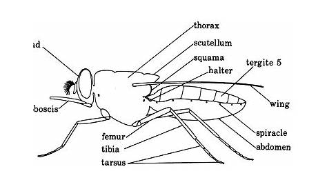 Draw a labelled diagram of a mosquito - Science - Why Do We Fall Ill