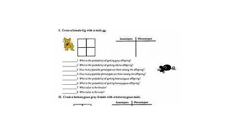 Mendelian Genetics Worksheet Answers Fill In The Punnett Squ