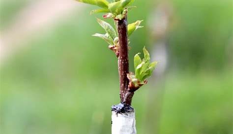 fruit tree graft compatibility chart