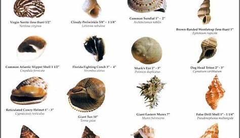 printable seashell identification chart