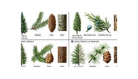 Pine Tree Identification Guide | Tree identification, Tree leaf