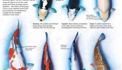 types of koi fish koi fish image kawarimono Black Koi Fish, Coy Fish, Koi Fish Pond, Hi Utsuri