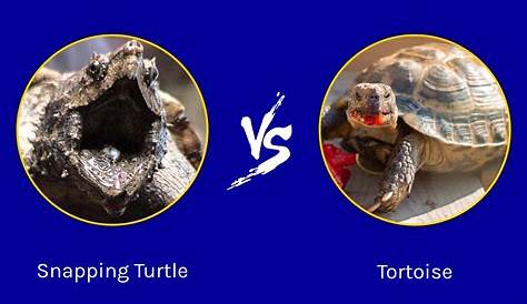 Snapping Turtle vs Tortoise: Key Differences Explained - A-Z Animals