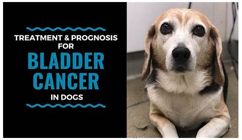 Dog Bladder Cancer Treatment Options: Vlog 111 - YouTube