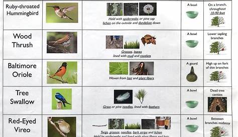 identification chart of birds and their nests
