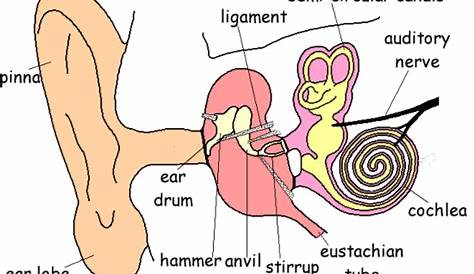 basic diagram of the ear