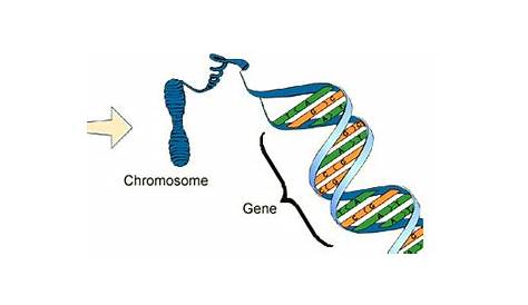 How are DNA chromosomes and genes related? | Socratic