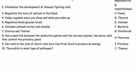 Endocrine System Worksheet - WordMint