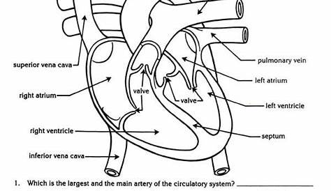 Cardiovascular System Worksheets Middle School - Worksheets Master