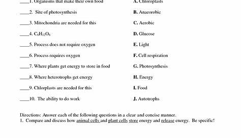 photosynthesis worksheets 7th grade