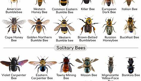 Bee Facts, Types, Diet, Reproduction, Classification, Pictures