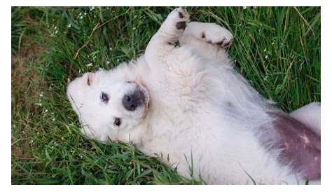 great pyrenees puppy weight chart