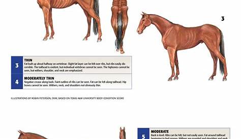 horse body condition score chart