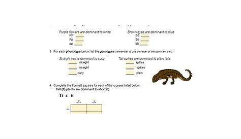 Genetics Practice (Remote)