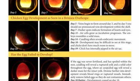 Egg Candling Chart in 2020 | Egg candling, Backyard poultry, Chicken eggs